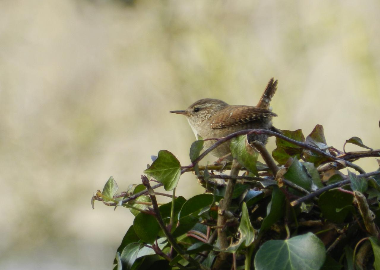 Troglodyte mignon